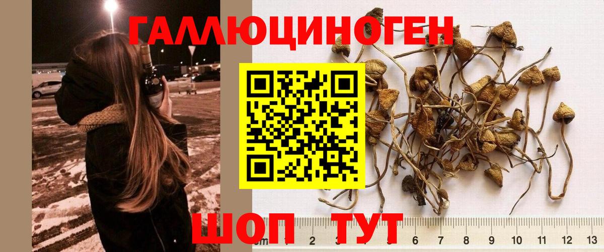 Галлюциногенные грибы Psilocybine cubensis  Вход с VPN  Галлюциногенные грибы Psilocybine cubensis  Тулун 